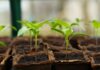 Bernasconi Sandro Giardinieri – La cura del proprio giardino!