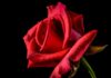 FLORART LUGANO – Una passione lunga più di 25 anni
