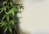 Swiss Free Shop – Prodotti che derivano dalla canapa, CBD e articoli innovativi per il vaping