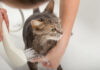 SALONE SHAMPOO & COCCOLE: LA BOUTIQUE DEGLI ANIMALI