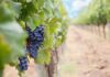 Azienda Vitivinicola Boscherina – Tradizione e territorialità per un prodotto naturale e unico