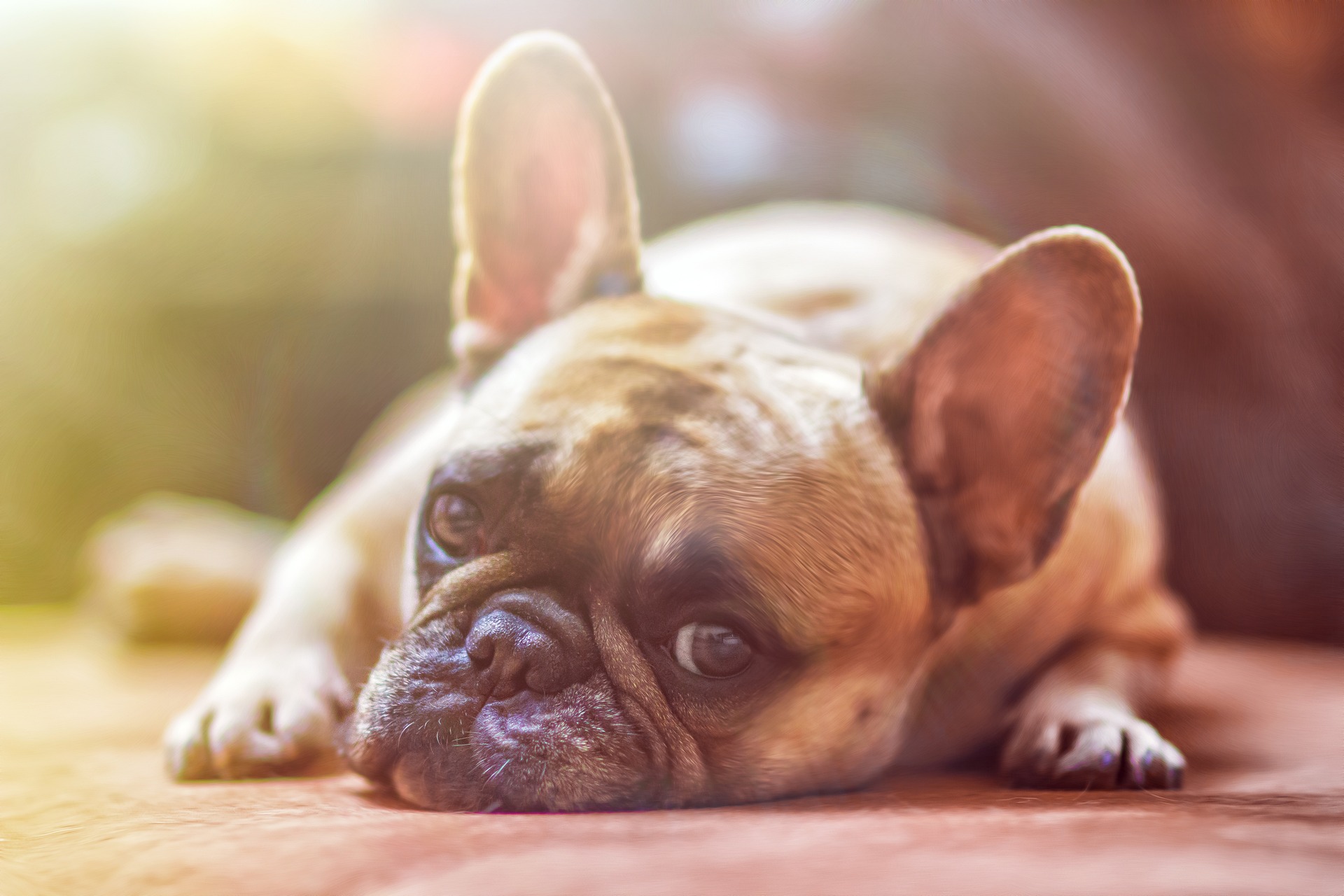 GOOD DOG SNC DI FEDERICO E BRIAN: LA TOELETTATURA DI QUALITÀ PER GLI AMICI A 4 ZAMPE