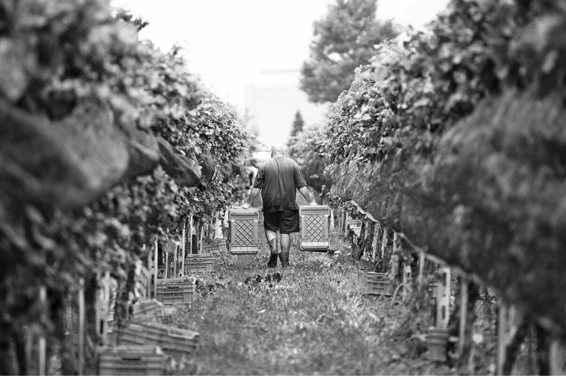 CANTINA IL CAVALIERE: DOVE SI CREA LA TRADIZIONE