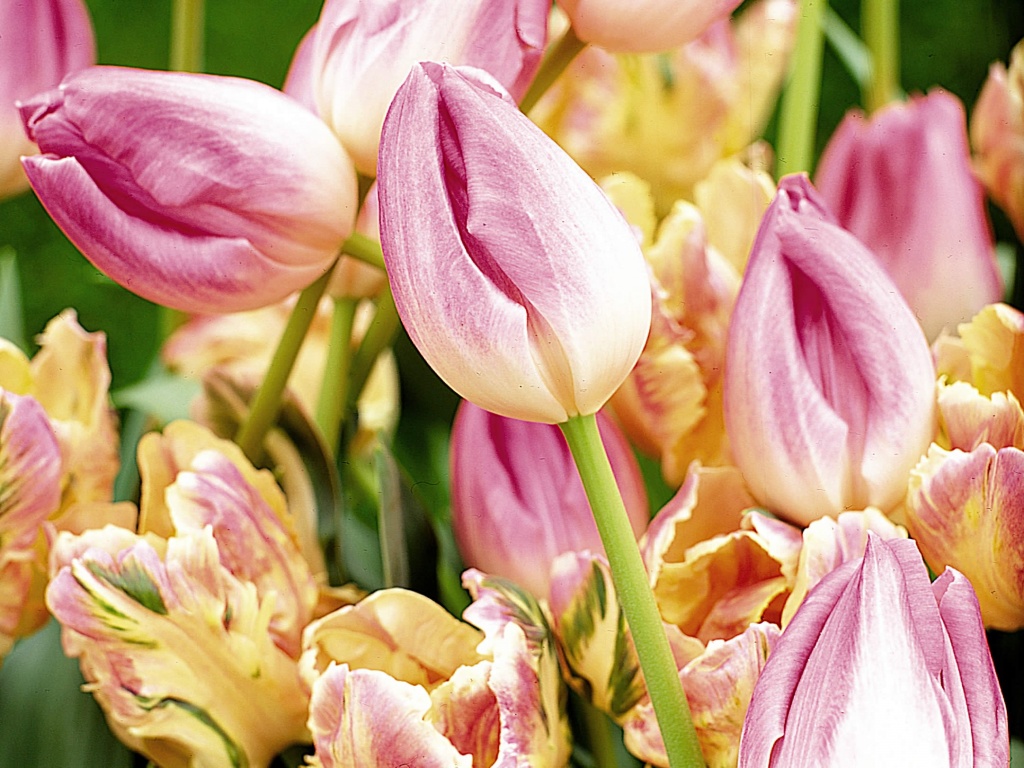 Cavalletti – Oltre 140 anni di amore per i fiori e un servizio ritagliato sulle esigenze del cliente