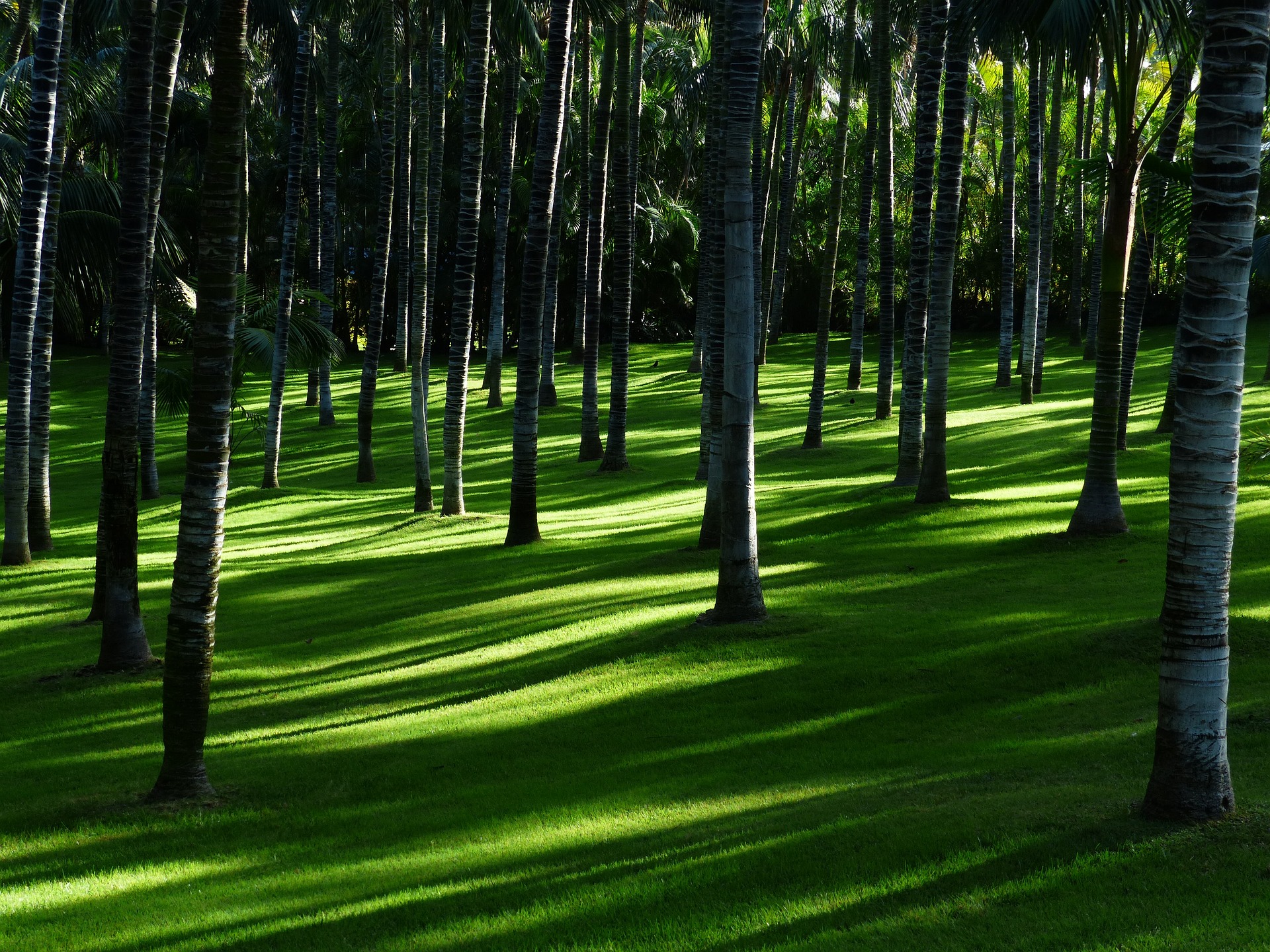 TL GIARDINI DI LUIGI TALLARICO: TUTTO IL SUPPORTO NECESSARIO PER IL TUO SPAZIO OUTDOOR
