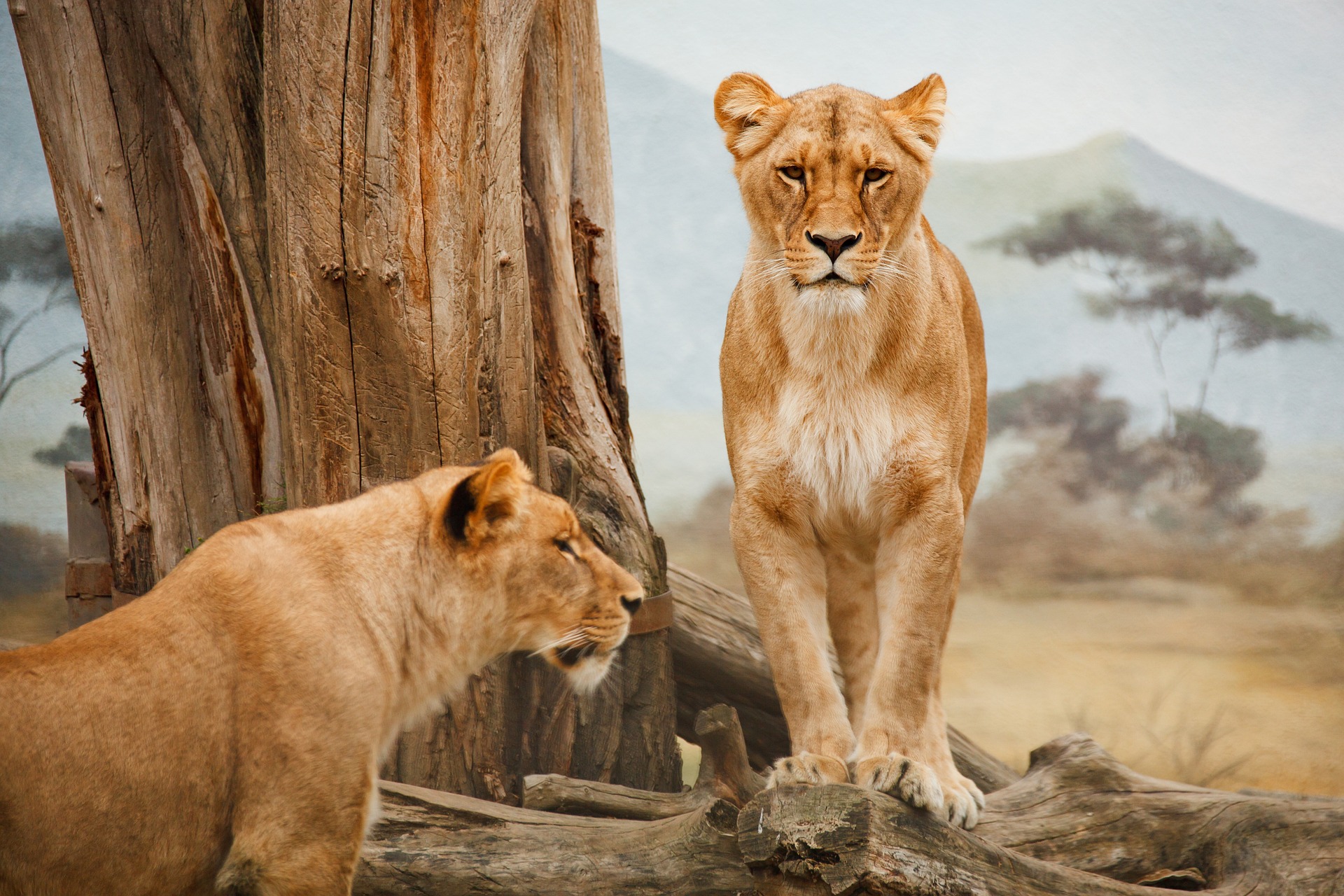 ZOO AL MAGLIO: DAL 1974 L’AMBIENTE PER TUTTA LA FAMIGLIA