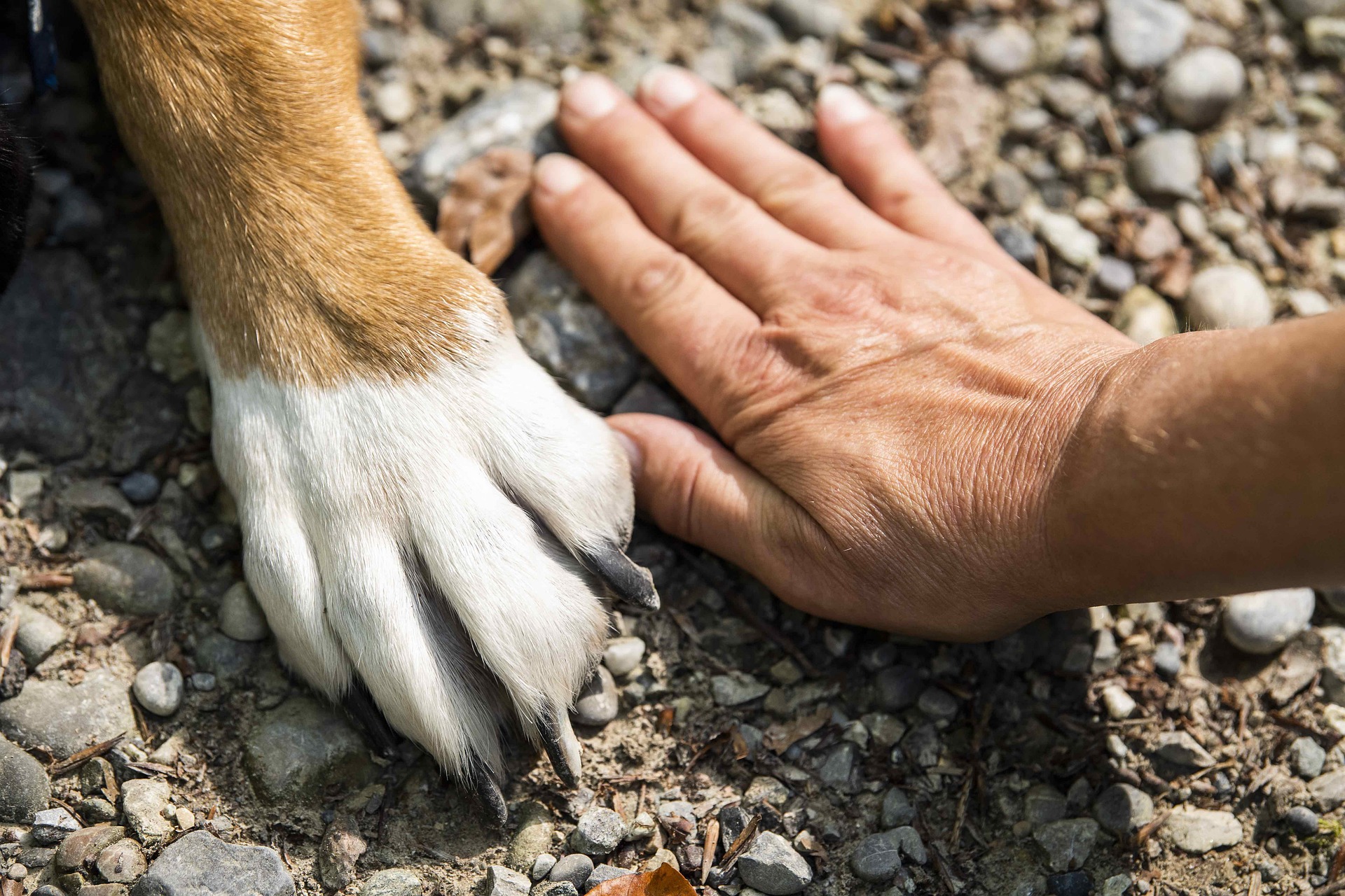 QUA LA ZAMPA: IL NEGOZIO PER GLI AMICI ANIMALI