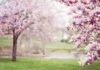 GIARDINANDO: A VERNATE – BIOGGIO IL SERVIZIO DI QUALITÀ PER IL VERDE