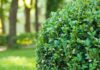 IANCHELLO GIARDINI SAGL DI COLDRERIO: COSTRUZIONE E MANUTENZIONE GIARDINI