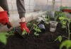 Cerchi un giardiniere in Canton Ticino? Popovic Giardini e Lavori di Muratura: Qualità ed Esperienza al Servizio del Territorio