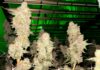 Varietà di Canapa CBD di CBD Logistics: Alla Scoperta dei Metodi di Coltivazione