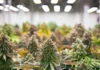 Cannabis 2026: dal consolidamento finanziario alla maturità industriale. L’Europa e gli USA verso una nuova fase di crescita regolata